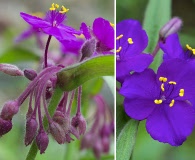 Tradescantia hirsuticaulis