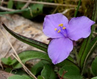 Tradescantia longipes