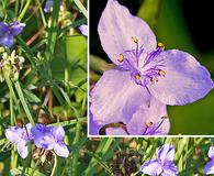 Tradescantia ohiensis