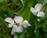 Tradescantia ozarkana