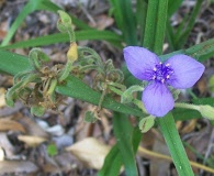 Tradescantia roseolens