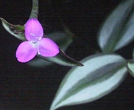 Tradescantia zebrina