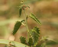 Tragia betonicifolia