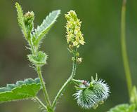 Tragia urticifolia