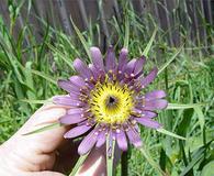 Tragopogon mirus