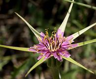 Tragopogon porrifolius