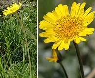 Tragopogon pratensis