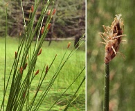 Trichophorum cespitosum