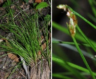 Trichophorum planifolium