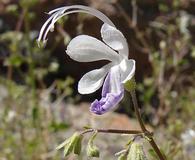 Trichostema arizonicum