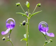 Trichostema dichotomum