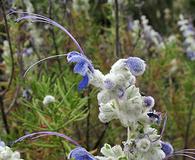 Trichostema lanatum