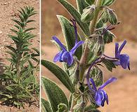 Trichostema lanceolatum