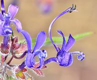 Trichostema laxum