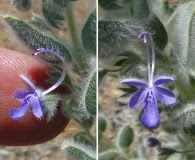 Trichostema ovatum