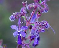 Trichostema parishii