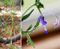 Trichostema setaceum