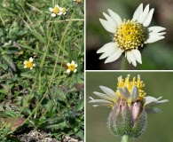 Tridax procumbens