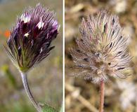 Trifolium albopurpureum