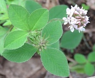 Trifolium amabile