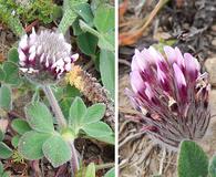 Trifolium amoenum