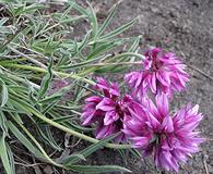 Trifolium attenuatum