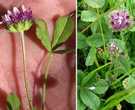 Trifolium barbigerum