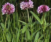 Trifolium beckwithii