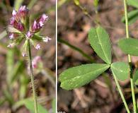 Trifolium bifidum