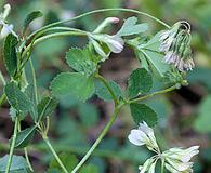 Trifolium breweri