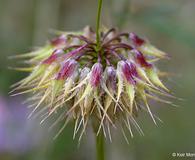 Trifolium ciliolatum