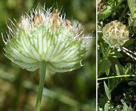 Trifolium cyathiferum