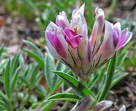 Trifolium dasyphyllum