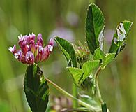 Trifolium depauperatum