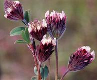 Trifolium dichotomum