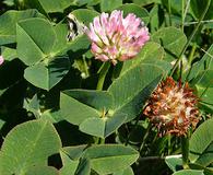 Trifolium fragiferum