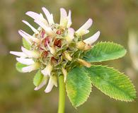 Trifolium glomeratum