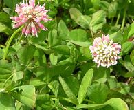 Trifolium hybridum