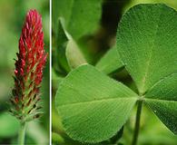 Trifolium incarnatum