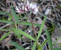 Trifolium longipes