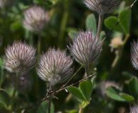 Trifolium olivaceum