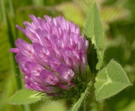 Trifolium pratense