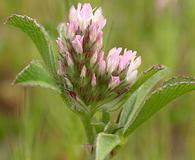 Trifolium striatum