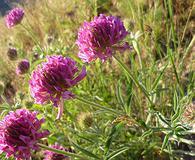 Trifolium thompsonii