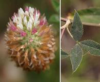 Trifolium vesiculosum