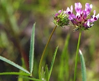 Trifolium willdenovii