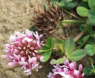 Trifolium wormskioldii