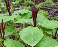 Trillium angustipetalum