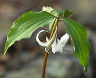 Trillium catesbaei