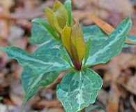 Trillium decipiens